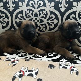 Belgian Malinois Puppies from Care 2 Protect