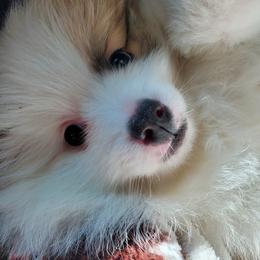 Companion Cross, Pomeranian, and Sheepadoodle Puppies from Fluffy Wonders Poms and Doodles