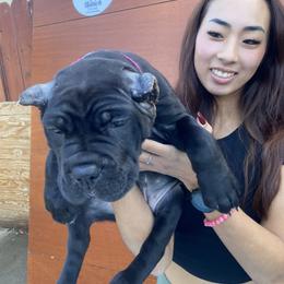 Cane Corso Puppies from Busch Kennels LLC