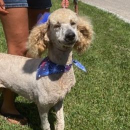 Poodles from Jessi Anderson