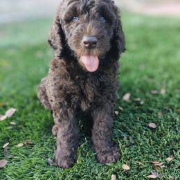 Aussiedoodle, Goldendoodle, and Poodle Puppies from Rebecca Creek Retrievers, LLC