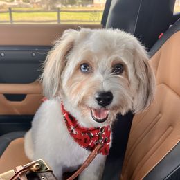 Sydney - Aussiedoodle