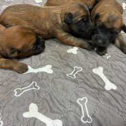 Sarabi - Wheaten female Soft Coated Wheaten Terrier puppy in Nokomis, Illinois from Windhill Wheatens