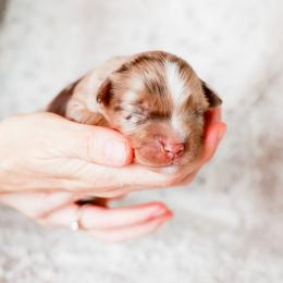 Cavalier King Charles Spaniel, Companion Cross, and Miniature Australian Shepherd Puppies from The Darling Pup