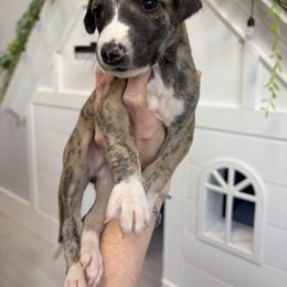 Pecan - Fawn brindle male Whippet puppy in Fort Myers, Florida from Rainbow Whippets