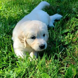 Australian Shepherd, Golden Retriever, and Mastiff Puppies from Barking Creek Ranch