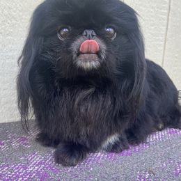Beauty - Pekingese