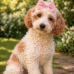 Lucy - Cavapoo