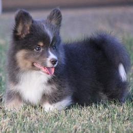 Bluie Boy - Blue male Pembroke Welsh Corgi puppy in Cameron, Texas from Moonstone Corgis & Frenchies