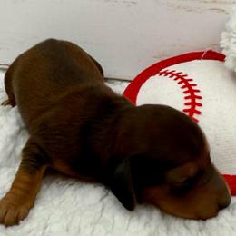 Blaze AKC Boy 3 - Sable male Dachshund puppy in Sumrall, Mississippi from JP’s Dachshunds