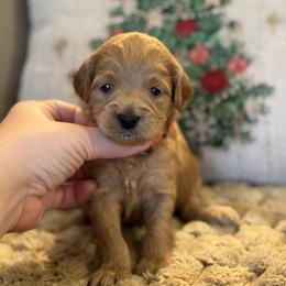 Cranberry - Red  female Goldendoodle puppy in Wharton, Texas from Little Fur Friends