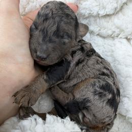 Hyacinth - Blue merle female Bordoodle puppy in Canfield, Ohio from Poo's Doo's & Inu's