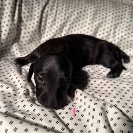 Zelda - Black female Dachshund puppy in Los Angeles, California from Dachshunds of the Desert