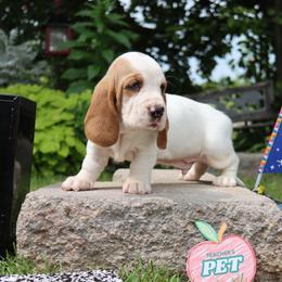 Puffer - Red and white male Basset Hound puppy in Pollock, Missouri from Northstar
