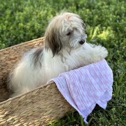 Havanese Puppies from Home with Havanese