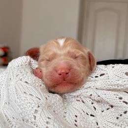 Jackson, Boy - Red  male Goldendoodle puppy in Maricopa, Arizona from Desert Ridge Doodles