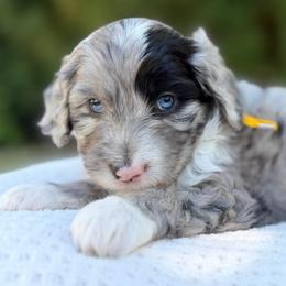 Cobbler - Yellow Collar - Blue merle male Bernedoodle puppy in Highland, Utah from Angel Pups Deluxe