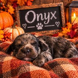 Onyx - Merle male Cockapoo puppy in Lebanon, Kentucky from Mosaic Merle Doodles