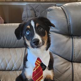 Toy Australian Shepherd All Grown Up from Alexandra Meadors