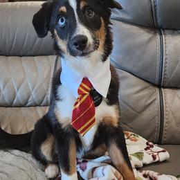 Toy Australian Shepherd All Grown Up from Alexandra Meadors