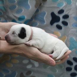 Ember - Pink - Blue female Australian Cattle Dog puppy in Colbert, Oklahoma from LoveAHeeler