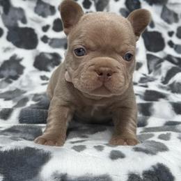Rosie - Liver female French Bulldog puppy in Hemet, California from Bowman Pups