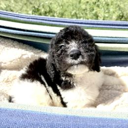 Milo - Parti male Poodle puppy in Meadowbrook, California from Standard Poodle Pups