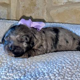Zoe - Blue merle female Aussiedoodle puppy in Midlothian, Texas from Gray Doodles