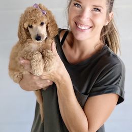 Bernedoodle, Goldendoodle, and Poodle Puppies from Central Valley Canine Companions
