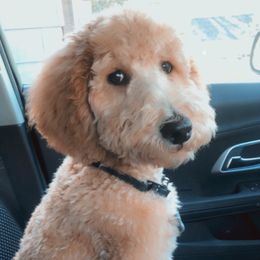 Duncan - Goldendoodle