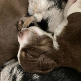 Miniature Australian Shepherd Puppies from Blue Skye's Miniature Australian Shepherds