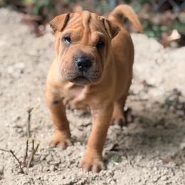 Arianna - Fawn female Chinese Shar-Pei puppy in Lehigh Acres, Florida from Florida Wrinkles