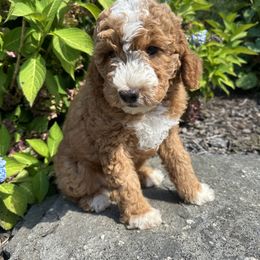 Goldendoodle Puppies from Lynn Fontaine