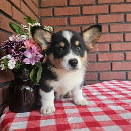 Little Jim - male American Corgi puppy in Tennessee from Voneida Collies & Corgis