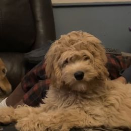 Autumn - Australian Labradoodle