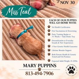 Miss Teal - Buff and white female Cockapoo puppy in Tampa, Florida from Mary Puppins
