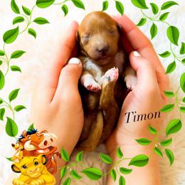 Timon - Red  male Goldendoodle puppy in Kissimmee, Florida from Poodle Doodle Kennels