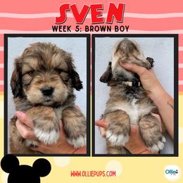 Sven (Brown) - male Golden Mountain Doodle puppy in Boiling Springs, South Carolina from OlliePups, LLC