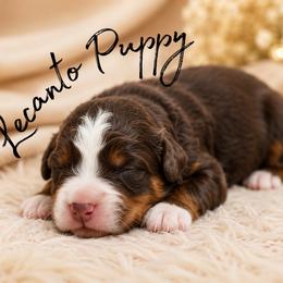 Coming Soon - Tri-color female Bernedoodle puppy in Lecanto, Florida from Lecanto Puppy