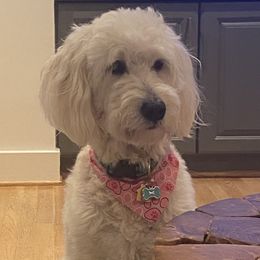 Goldendoodles from East Coast English Goldendoodles