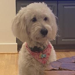 Goldendoodles from East Coast English Goldendoodles
