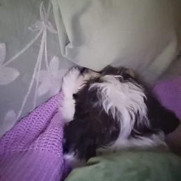 Miniature Schnauzer Puppies from Sabrina Ramirez