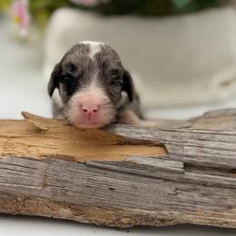 Blake - Merle male Sheepadoodle puppy in Willacoochee, Georgia from Kitandkboodle's Doodles