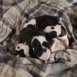 Boston Terriers from Texiana Farms