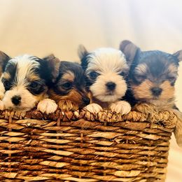 Yorkshire Terrier puppies from Evermore Yorkies