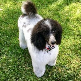 Poodles from Artista Poodles