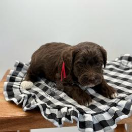 Girl 1 - Chocolate female Cavapoo puppy in Maryville, Missouri from Rolling Acres Doodles and Poodles