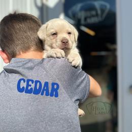 Cedar - Champagne male Dilute Retriever puppy in Forest City, Iowa from Helm Labs