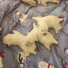 Boy 2 - White male West Highland White Terrier puppy in Hoschton, Georgia from AKC  Westie World
