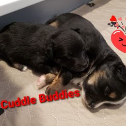 Toy Australian Shepherd Puppies from Reflections of Star Crest Kennel